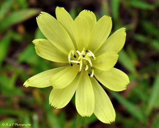 {Pyrrhopappus carolinianus}